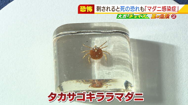 マダニ_000-000130601.jpg