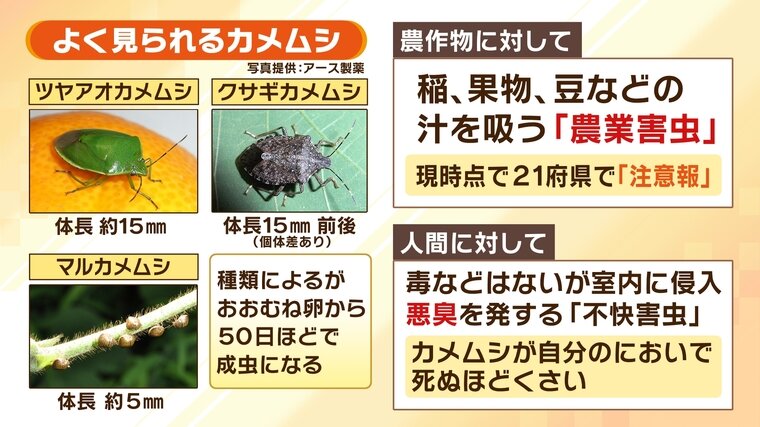 0926カメムシ1.jpg
