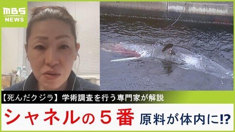 死んだクジラ】体内から”シャネルの5番の原料”が見つかる場合も