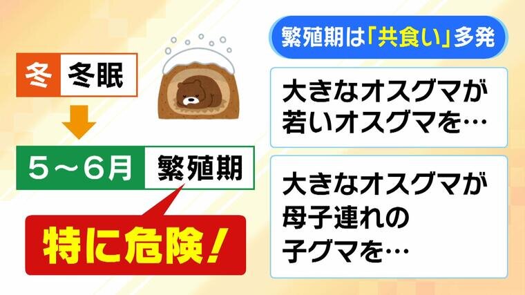kuma(3).jpg