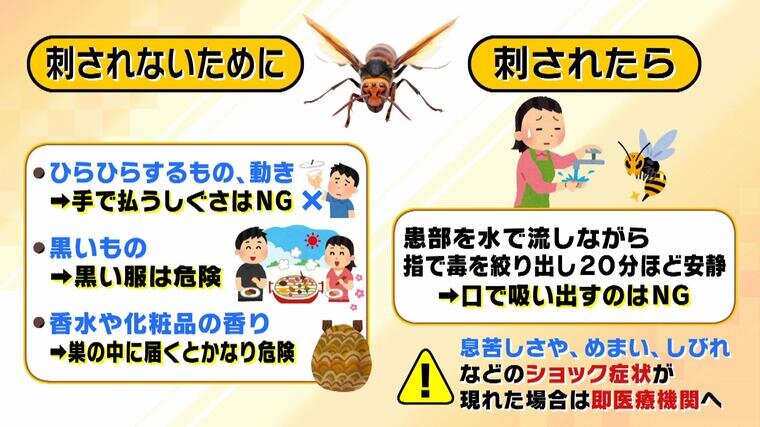 20240710_suzumebachi-000648368.jpg