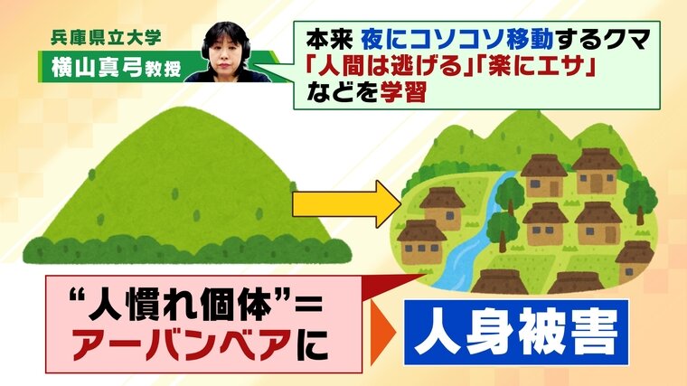 kuma.jpg