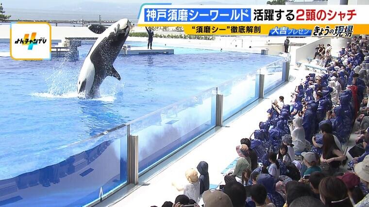 夏休みの注目スポット『神戸須磨シーワールド』 「シャチ」の