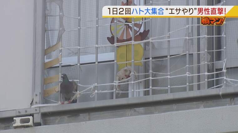 ハト被害 に長年悩む住民が怒り エサばらまく男性を直撃 ここのフンは私が与えたエサのフンではない 特集 Mbsニュース