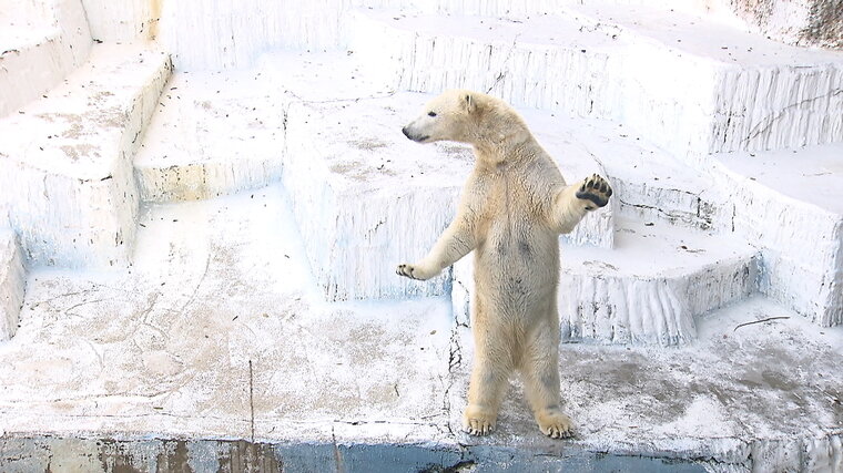 ホッキョクグマのホウちゃん』も大人への1歩！母親イッちゃんがお