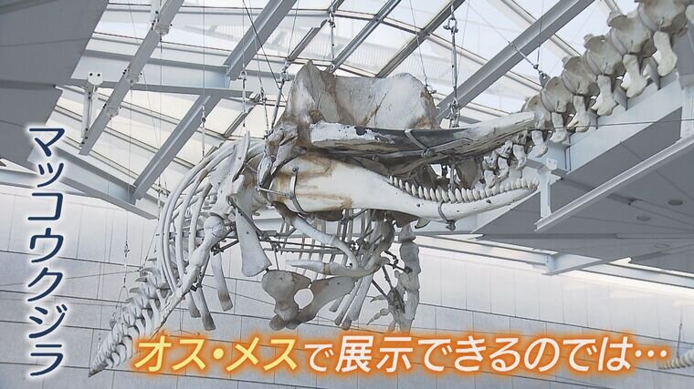 耳骨 クジラ 鯨 標本 彫刻材 骨董 （クジラの骨格発掘＋3Dデータ