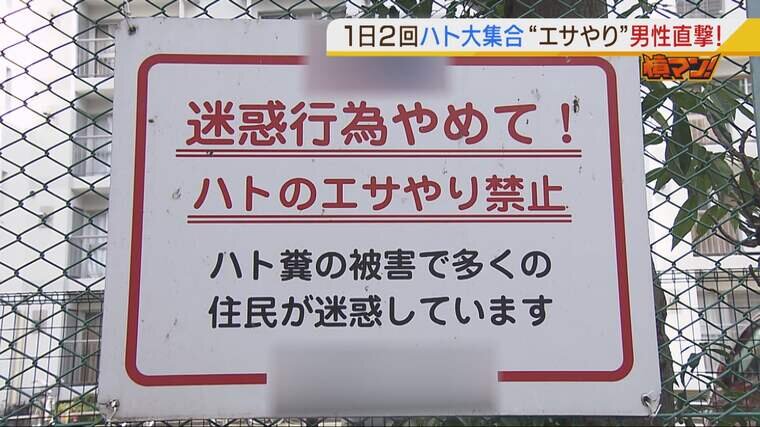 ハト被害 に長年悩む住民が怒り エサばらまく男性を直撃 ここのフンは私が与えたエサのフンではない 特集 Mbsニュース