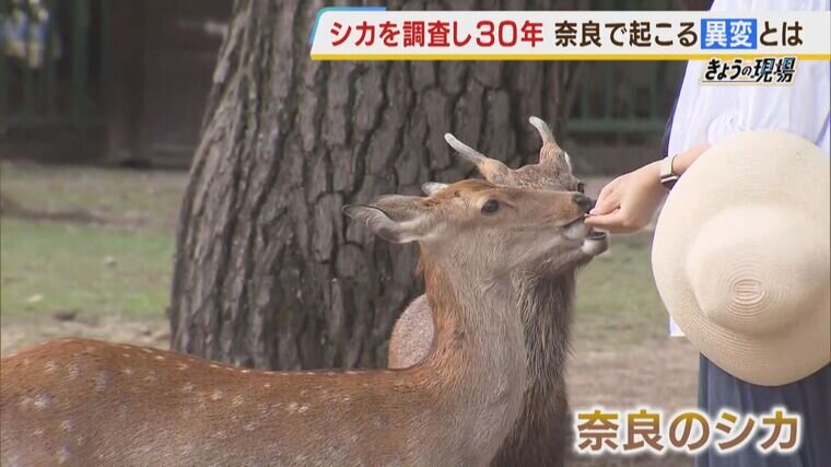 奈良のシカに起きている「異変」 ”夜に行われる”エサやり多くのシカ