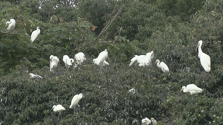 シラサギ大繁殖で「学校プール占拠」「道端に食べ残しの魚」しかし