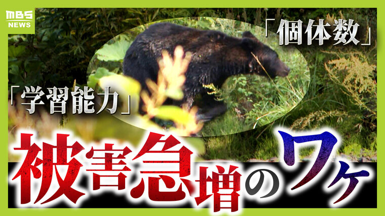 クマ被害」増加！ 学習能力が高いクマ 餌付けは「殺人ほう助と同じ