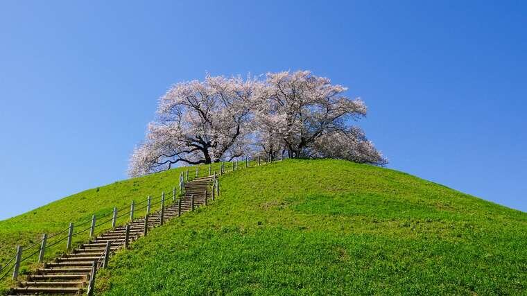 花見は今週末がラストチャンスも「季節外れの暑さ」に注意！ ”のんびり