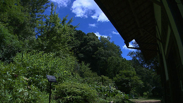 薬草のタイムカプセル　～奈良・森野旧薬園の四季～