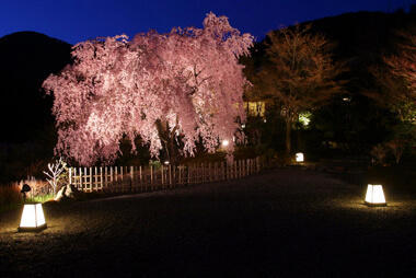 松山閣松山で見られる桜の景色