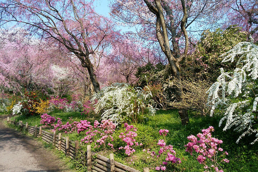 桜の隠れ里「原谷苑」