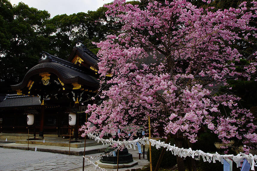 今宮神社の桜