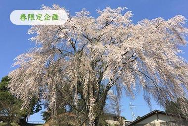京都・京北　里山の名桜をひとりじめ