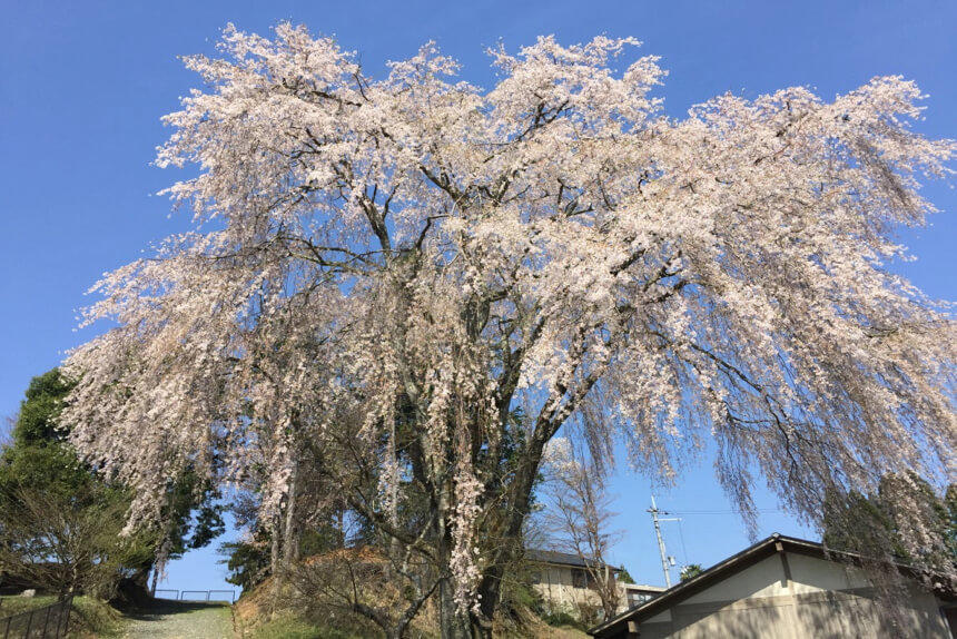 出逢い桜