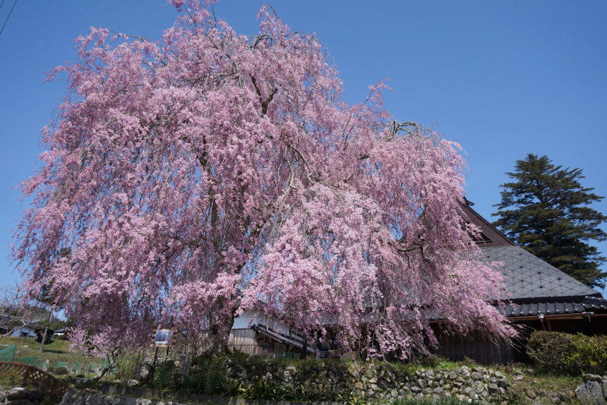 祇園夜桜の子桜