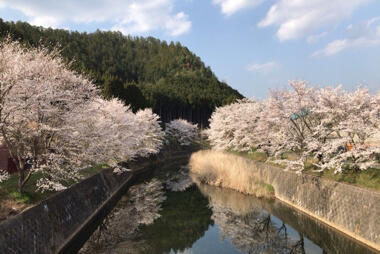 矢谷下橋上流の桜並木