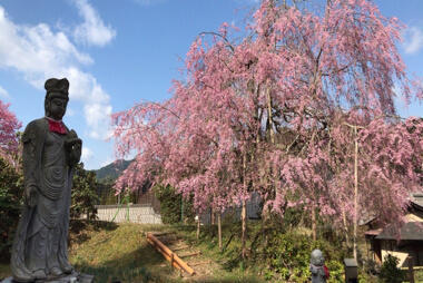 宝泉寺のシダレザクラ