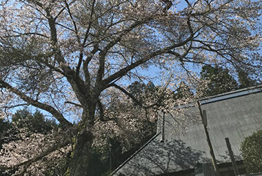 玉林寺の一本桜