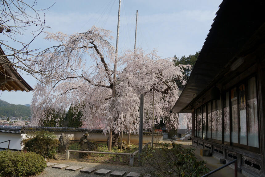 福徳寺のかすみ桜