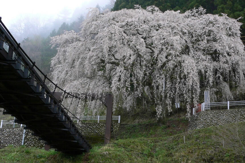 魚ヶ渕吊り橋の桜