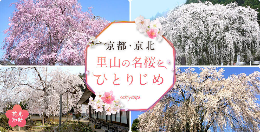 京都・京北　里山の名桜をひとりじめ－華麗なる古桜・一本桜－