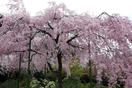 京都の春の桜名所めぐり⑤ 平安ロマンを感じる「法金剛院」の桜