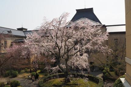 京都の春の桜名所めぐり③ フォトジェニックな「京都府庁旧本館」の桜