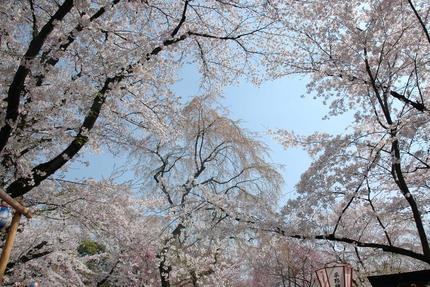 京都の春の桜名所めぐり② 桜の種類に驚き！「平野神社」