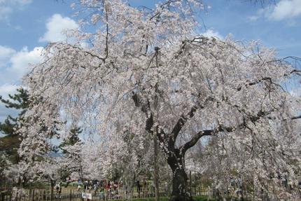 京都の春の桜名所めぐり① 「八坂神社」と「円山公園」をめぐる美人コース