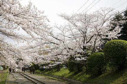 京都の春の桜名所めぐり⑥ 岡崎レトロ桜散策