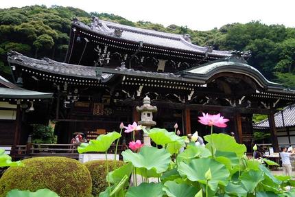 三室戸寺「ハス酒を楽しむ会」が気になる