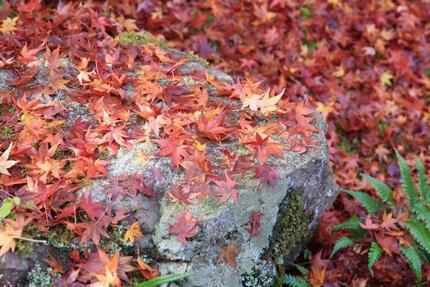 紅葉の名所から穴場まで錦秋の京都を散策
