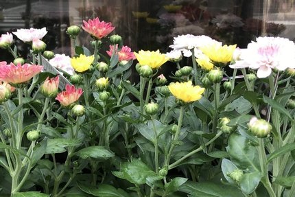 菊で彩る大人のひな祭り「重陽の節句」