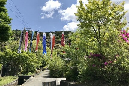 初夏の訪れを告げる鯉のぼり