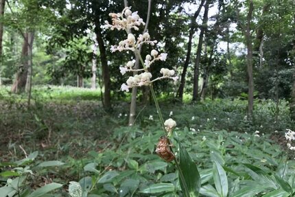 京都御苑トンボ池「夏の一般公開」