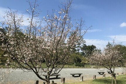 京都御苑の十月桜と宗像神社