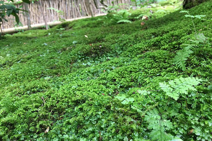 苔庭に迫るピンチ