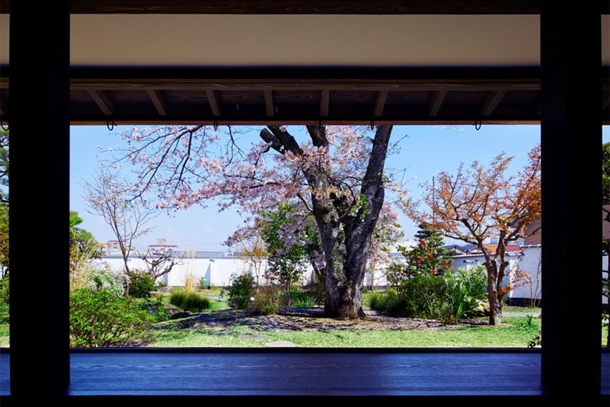 辻利兵衛本店庭園から見える桜