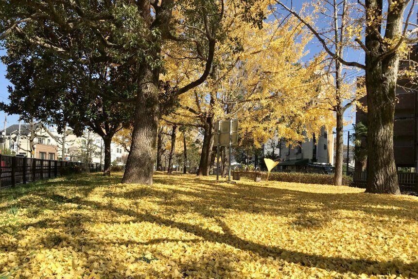 堀川通のイチョウ_リサイズ2.jpg