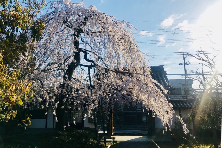 上品蓮台寺_リサイズ済6.jpg