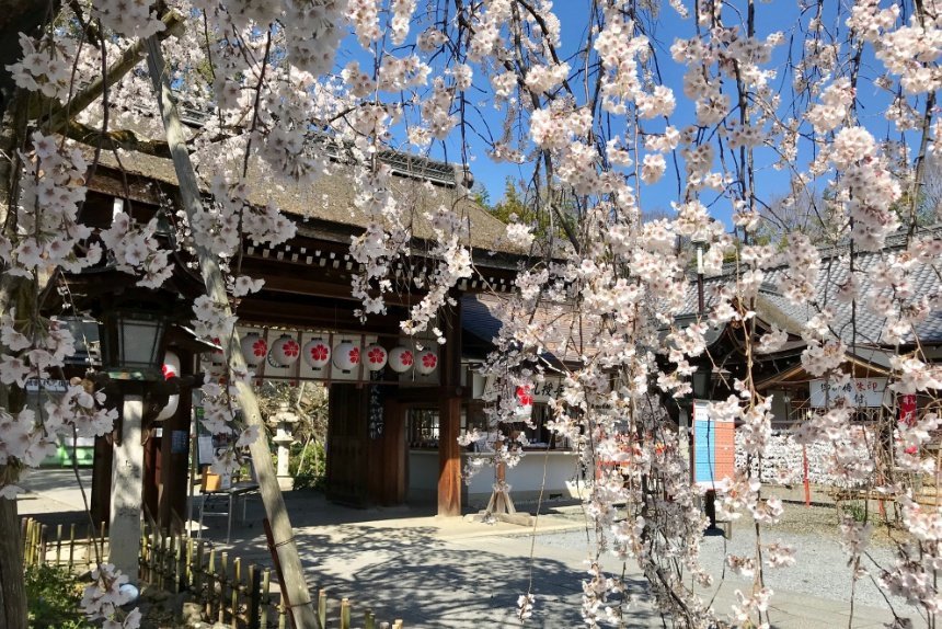 平野神社_リサイズ済2.jpg