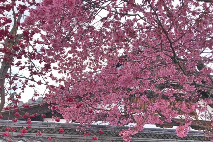 長徳寺の桜4_リサイズ済.jpg