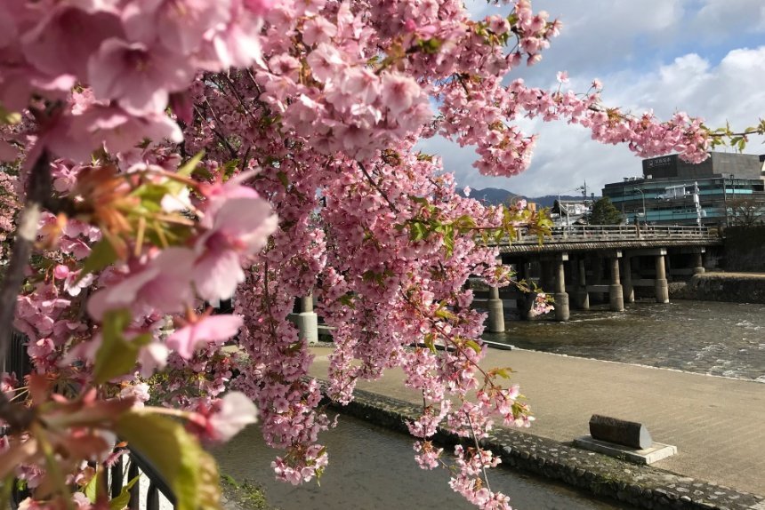 三条大橋の桜_リサイズ済.jpg