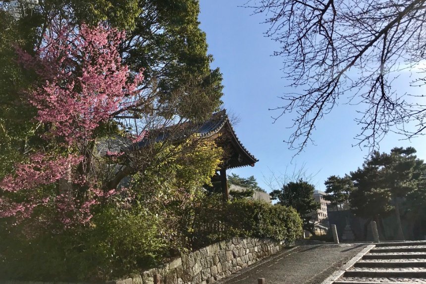百万遍知恩寺のオカメ桜_リサイズ済.jpg