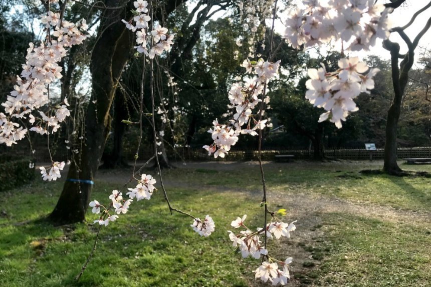 近衛の糸桜_リサイズ済3.jpg