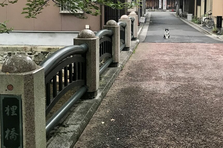 看板猫_リサイズ6.jpg