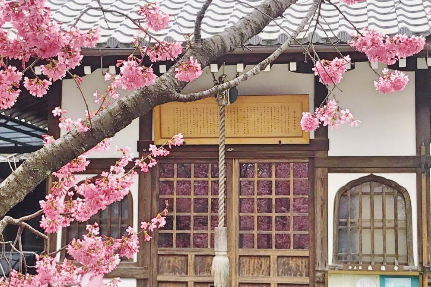 長徳寺の桜2_リサイズ済.jpg